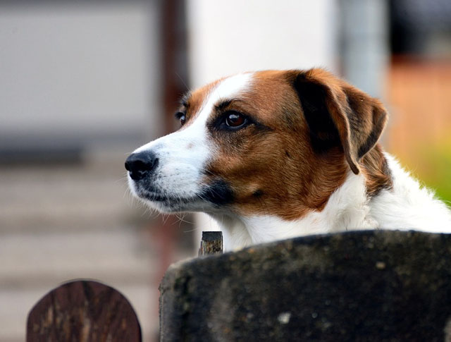 Promenade et garde d'animaux